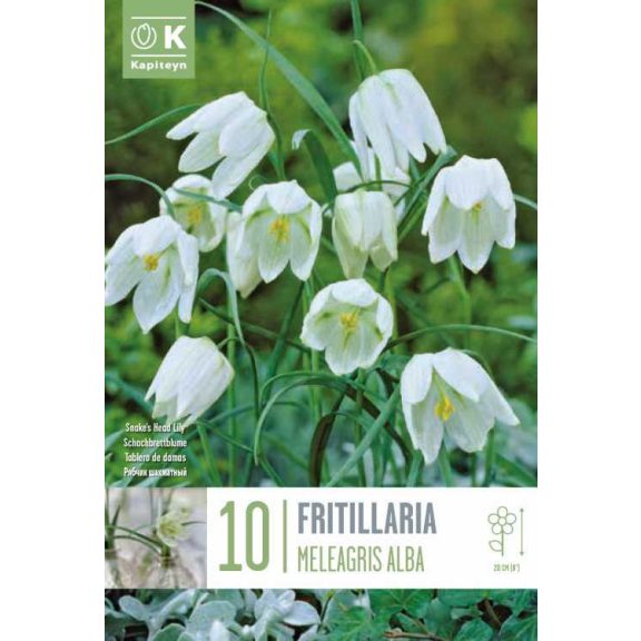 Kockásliliom – Fehér (Fritillaria meleagris ‘Alba’) 10 db/csomag