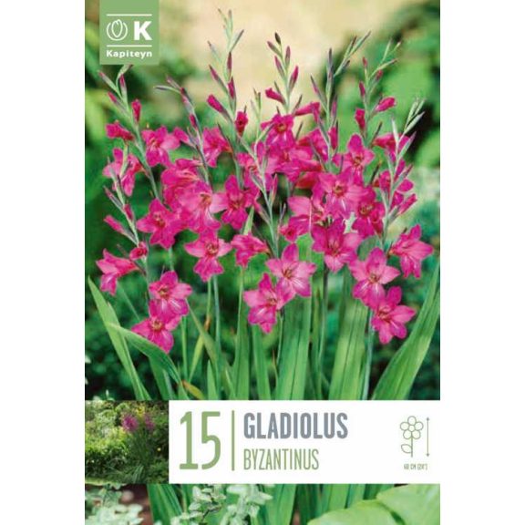 Görög bíbor kardvirág (Gladiolus byzantinus) 15 db/csomag