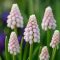 Muscari ‘Pink Sunrise’ – Rózsaszín fürtös gyöngyike (4 db virághagyma)