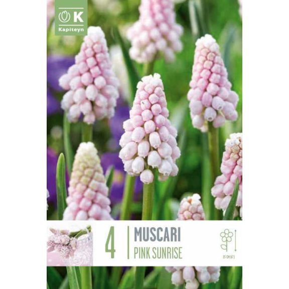 Muscari ‘Pink Sunrise’ – Rózsaszín fürtös gyöngyike (4 db virághagyma)