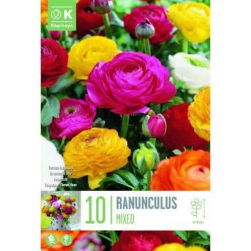   Ranunculus asiaticus Mix – Vegyes színű ázsiai boglárkák (10 db virághagyma)