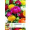 Ranunculus asiaticus Mix – Vegyes színű ázsiai boglárkák (10 db virághagyma)