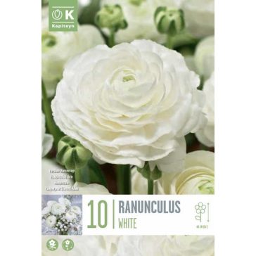   Ranunculus asiaticus ‘Aviv White’ – Ázsiai boglárka, fehér (10 db virághagyma)