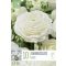 Ranunculus asiaticus ‘Aviv White’ – Ázsiai boglárka, fehér (10 db virághagyma)
