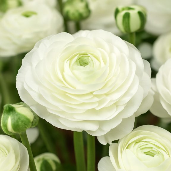 Ranunculus asiaticus ‘Aviv White’ – Ázsiai boglárka, fehér (10 db virághagyma)