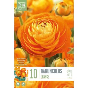   Ranunculus asiaticus ‘Aviv Orange’ – Ázsiai boglárka, narancssárga (10 db virághagyma)
