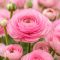 Ranunculus asiaticus ‘Aviv Pink’ – Ázsiai boglárka, rózsaszín (10 db virághagyma)