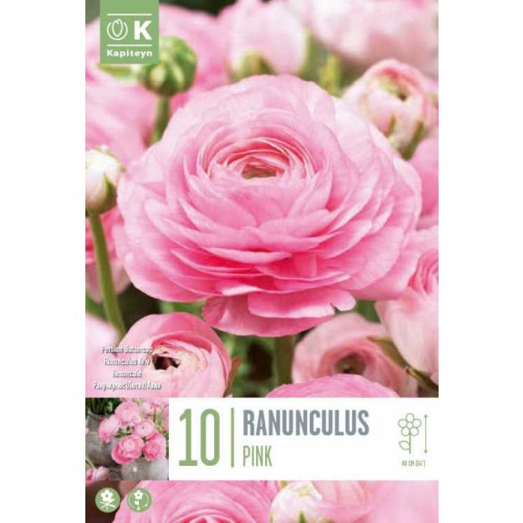 Ranunculus asiaticus ‘Aviv Pink’ – Ázsiai boglárka, rózsaszín (10 db virághagyma)