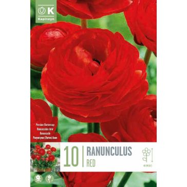   Ranunculus asiaticus ‘Aviv Red’ – Ázsiai boglárka, piros (10 db virághagyma)