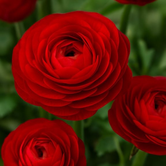 Ranunculus asiaticus ‘Aviv Red’ – Ázsiai boglárka, piros (10 db virághagyma)