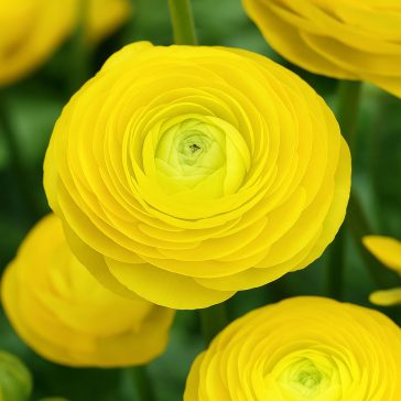   Ranunculus asiaticus ‘Aviv Yellow’ – Ázsiai boglárka, sárga (10 db virághagyma)