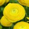 Ranunculus asiaticus ‘Aviv Yellow’ – Ázsiai boglárka, sárga (10 db virághagyma)