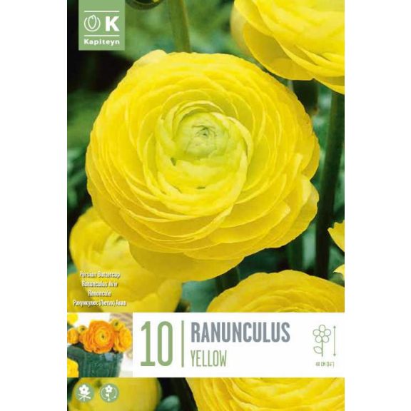 Ranunculus asiaticus ‘Aviv Yellow’ – Ázsiai boglárka, sárga (10 db virághagyma)