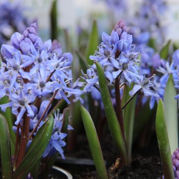 Csillagvirág (Scilla bifolia) 12 db/csomag