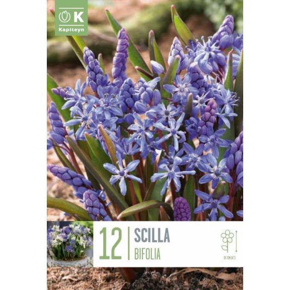 Csillagvirág (Scilla bifolia) 12 db/csomag