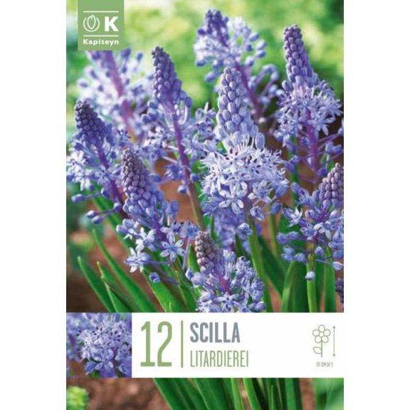 Májusi csillagvirág (Scilla litardierei) 12 db/csomag