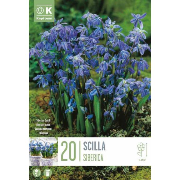 Szibériai csillagvirág (Scilla siberica) 20 db/csomag