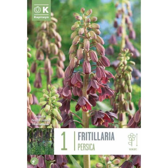 Perzsa császárkorona (Fritillaria persica) 1 db/csomag