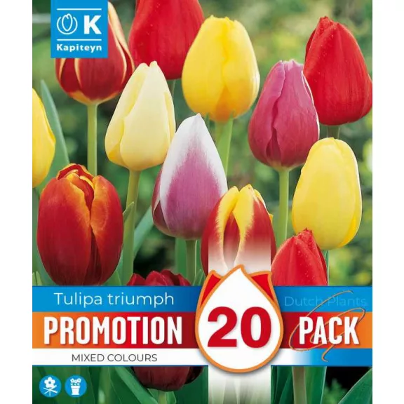 Triumph tulipán keverék – 20 db/csomag