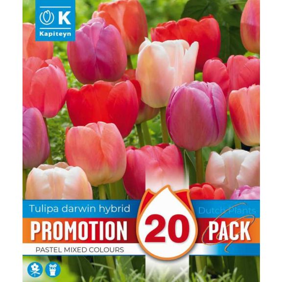 Darwin-hibrid pasztell tulipán keverék – 20 db/csomag