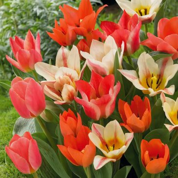 Botanikai tulipán keverék – 20 db/csomag
