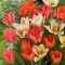 Botanikai tulipán keverék – 20 db/csomag