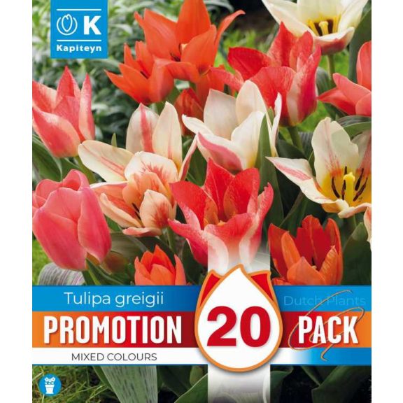 Botanikai tulipán keverék – 20 db/csomag