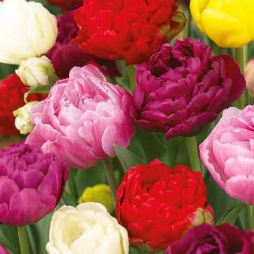 Telt virágú tulipán keverék – 15 db/csomag