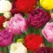 Telt virágú tulipán keverék – 15 db/csomag