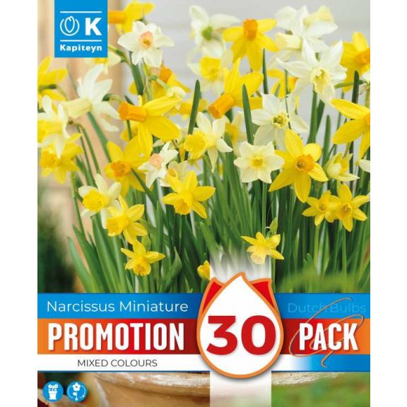 Botanikai nárcisz keverék – 30 db/csomag