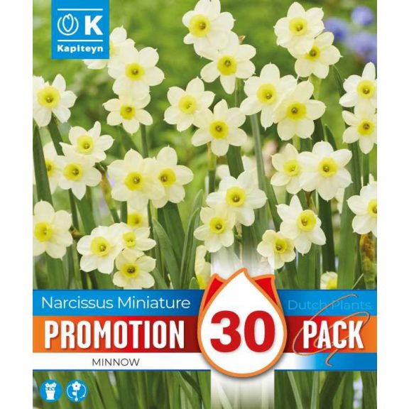 Törpe nárcisz ‘Minnow’ – 30 db/csomag