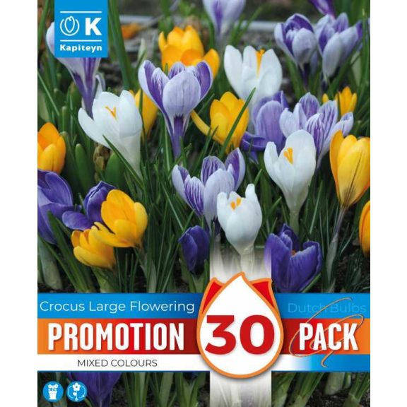 Nagyvirágú krókusz keverék – 30 db/csomag
