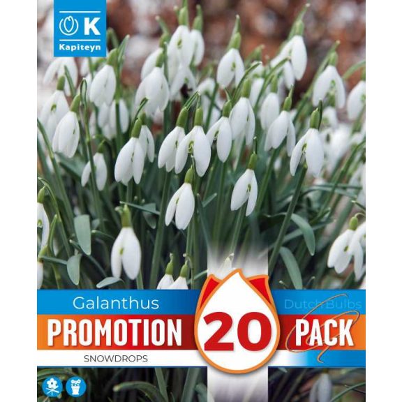 Galanthus nivalis – Hóvirág (20 db virághagyma)