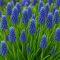 Fürtös gyöngyike (Muscari armeniacum) – 50 db/csomag