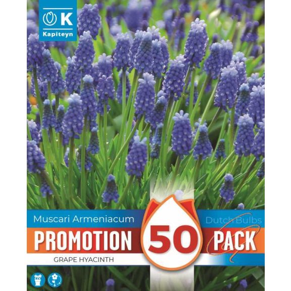 Fürtös gyöngyike (Muscari armeniacum) – 50 db/csomag