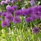Allium díszhagyma ‘Purple Sensation’ – 10 db/csomag