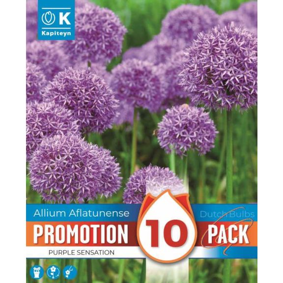 Allium díszhagyma ‘Purple Sensation’ – 10 db/csomag