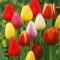 Triumph tulipán keverék –  6 db/csomag
