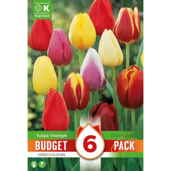 Triumph tulipán keverék –  6 db/csomag