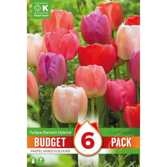 Darwin-hibrid pasztell tulipán keverék –  6 db/csomag