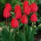 Darwin-hibrid tulipán ‘Piros’ –  6 db/csomag