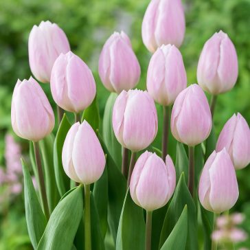 Korai virágzású rózsaszín tulipán –  6 db/csomag