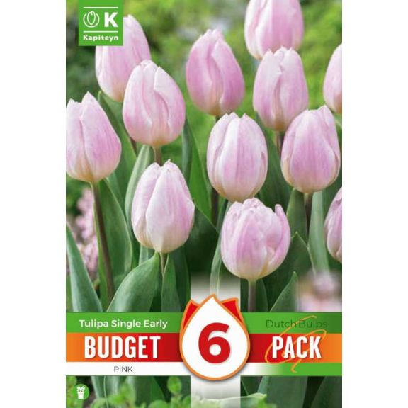Korai virágzású rózsaszín tulipán –  6 db/csomag