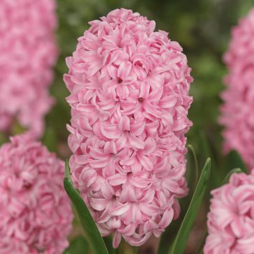 Rózsaszín jácint – 2 db/csomag