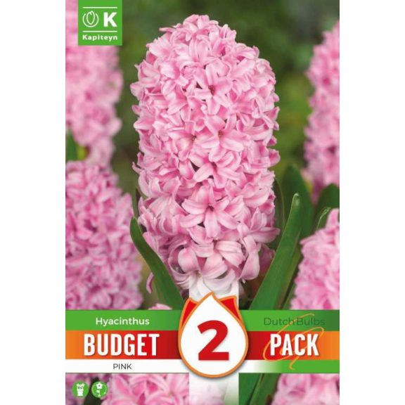 Rózsaszín jácint – 2 db/csomag