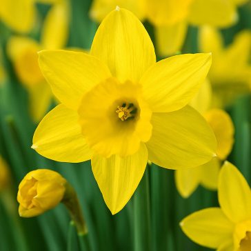 Sárga nárcisz – 5 db/csomag