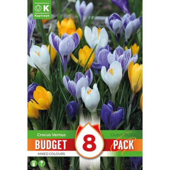 Nagyvirágú krókusz keverék – 8 db/csomag