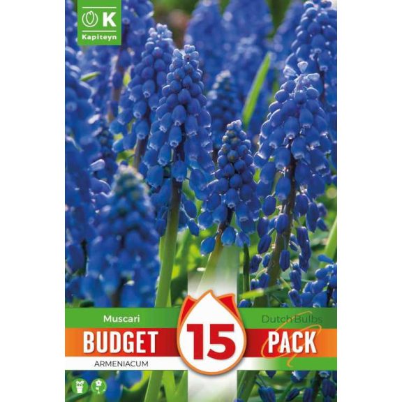 Fürtös gyöngyike (Muscari armeniacum) – 15 db/csomag