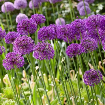 Allium díszhagyma ‘Purple Sensation’ – 3 db/csomag