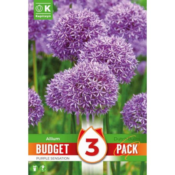 Allium díszhagyma ‘Purple Sensation’ – 3 db/csomag